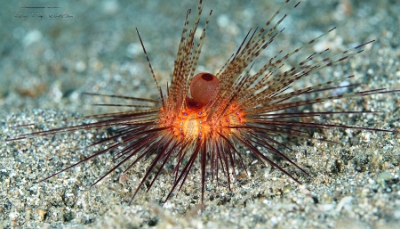 Philippines 2023 - Anilao - DSC06984 Radiant sea urchin Oursin rouge Astropyga radiata
